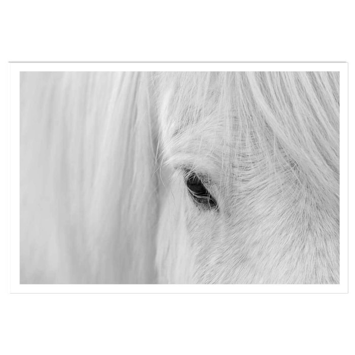 Poster cheval blanc d' islande Affiche seule