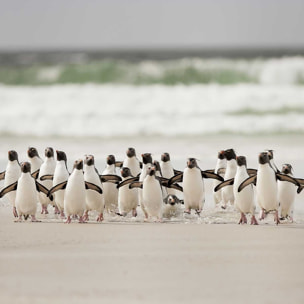 Affiche animaux pingouins Affiche + cadre en bois - Noir