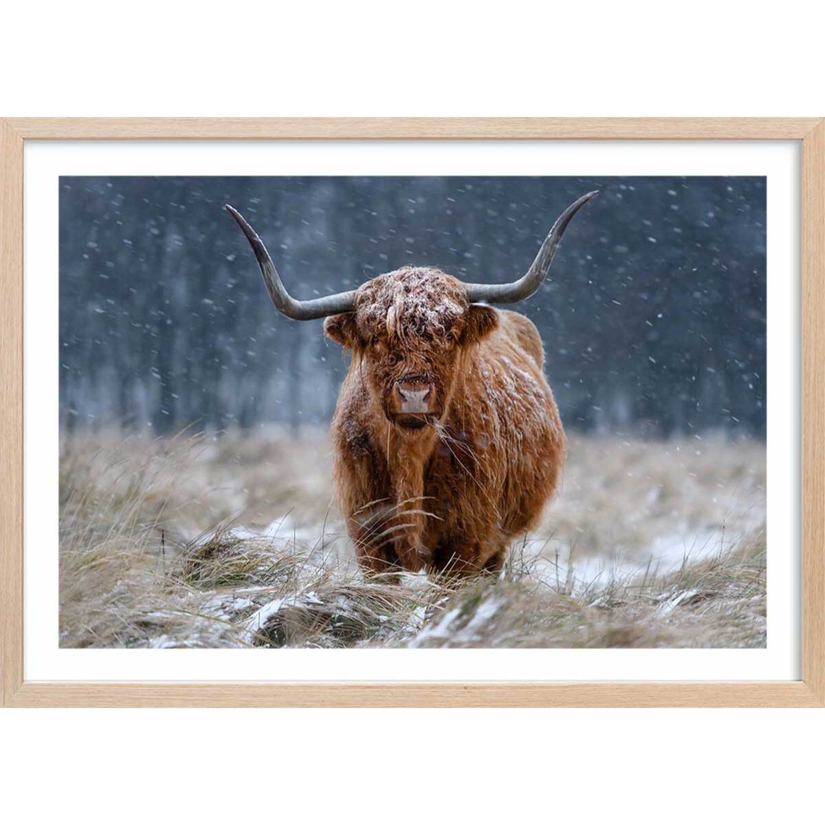 Affiche Vache Highland Affiche + cadre en bois - Chêne