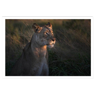 Affiche Lionne au crepuscule... Affiche seule