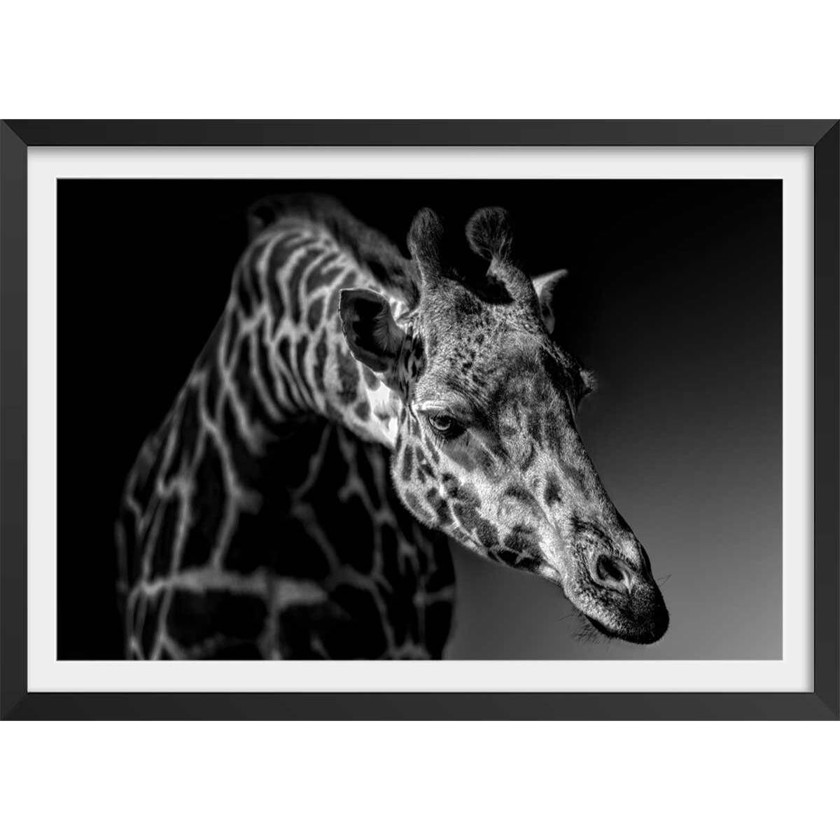 Affiche animaux girafe discrète Affiche + cadre en bois - Noir