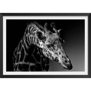 Affiche animaux girafe discrète Affiche + cadre en bois - Noir