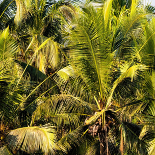 Papier peint panoramique exotique cocos plant Intissé