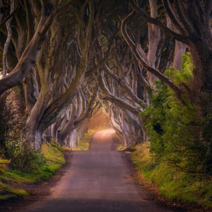 Tableau nature arbres enchanteurs Tableau plexiglas