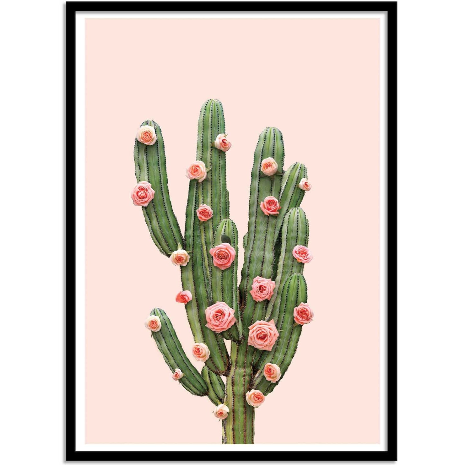 Affiche - Cactus and Roses - Paul Fuentes