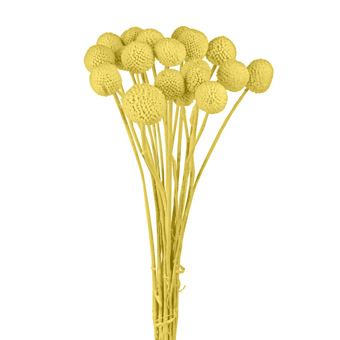 Corona "Paglia" 20X4 Cm  - Pezzi 6 - 20X4X20 - Colore: altro - Bianchi Dino - Cesteria