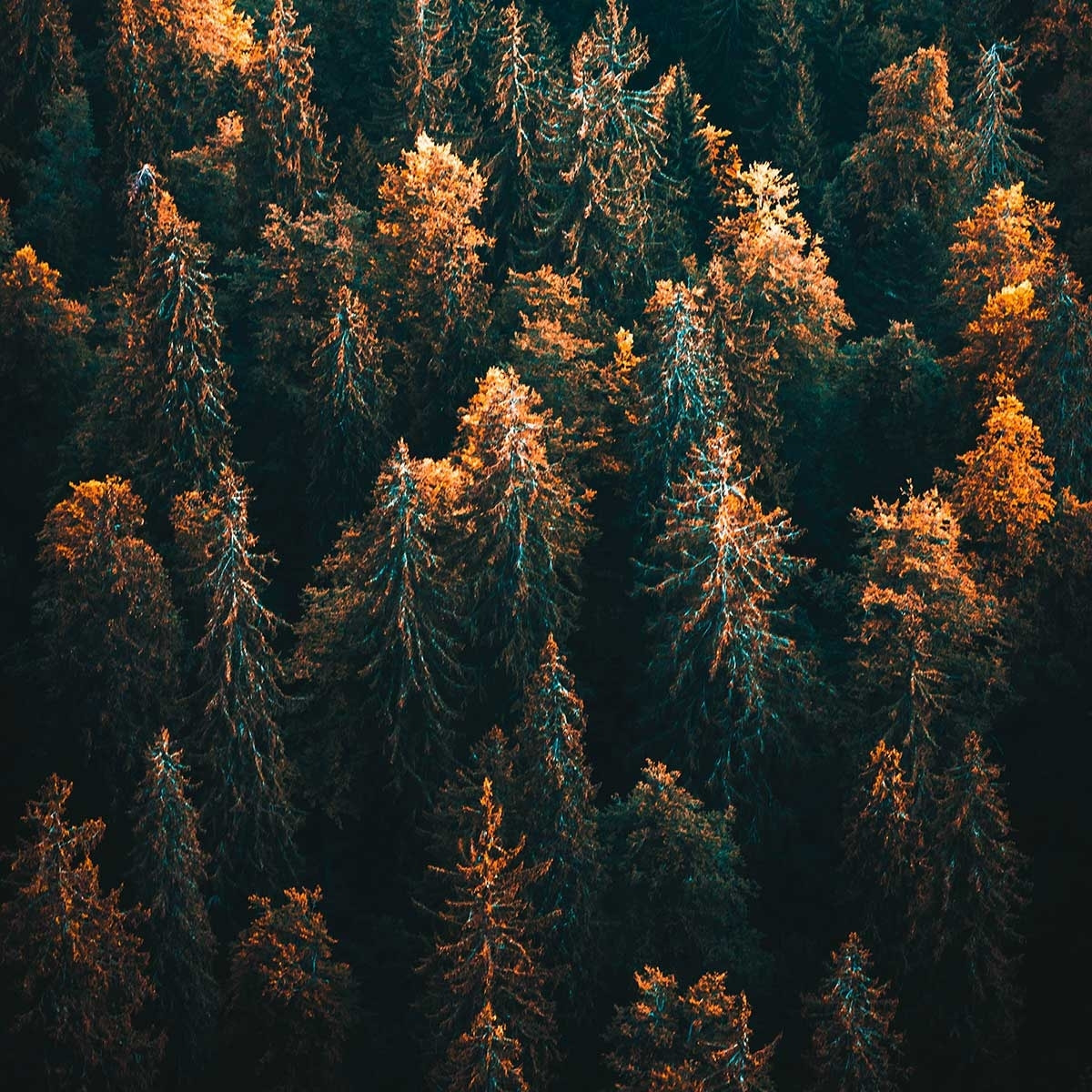 Affiche paysage couleur d'automne en haute savoie Affiche sous cadre bois