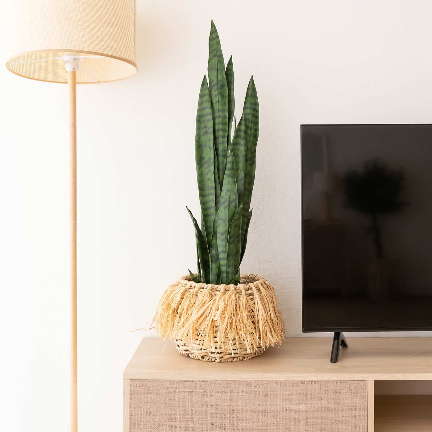 Planta sansevieria adriana 92cm