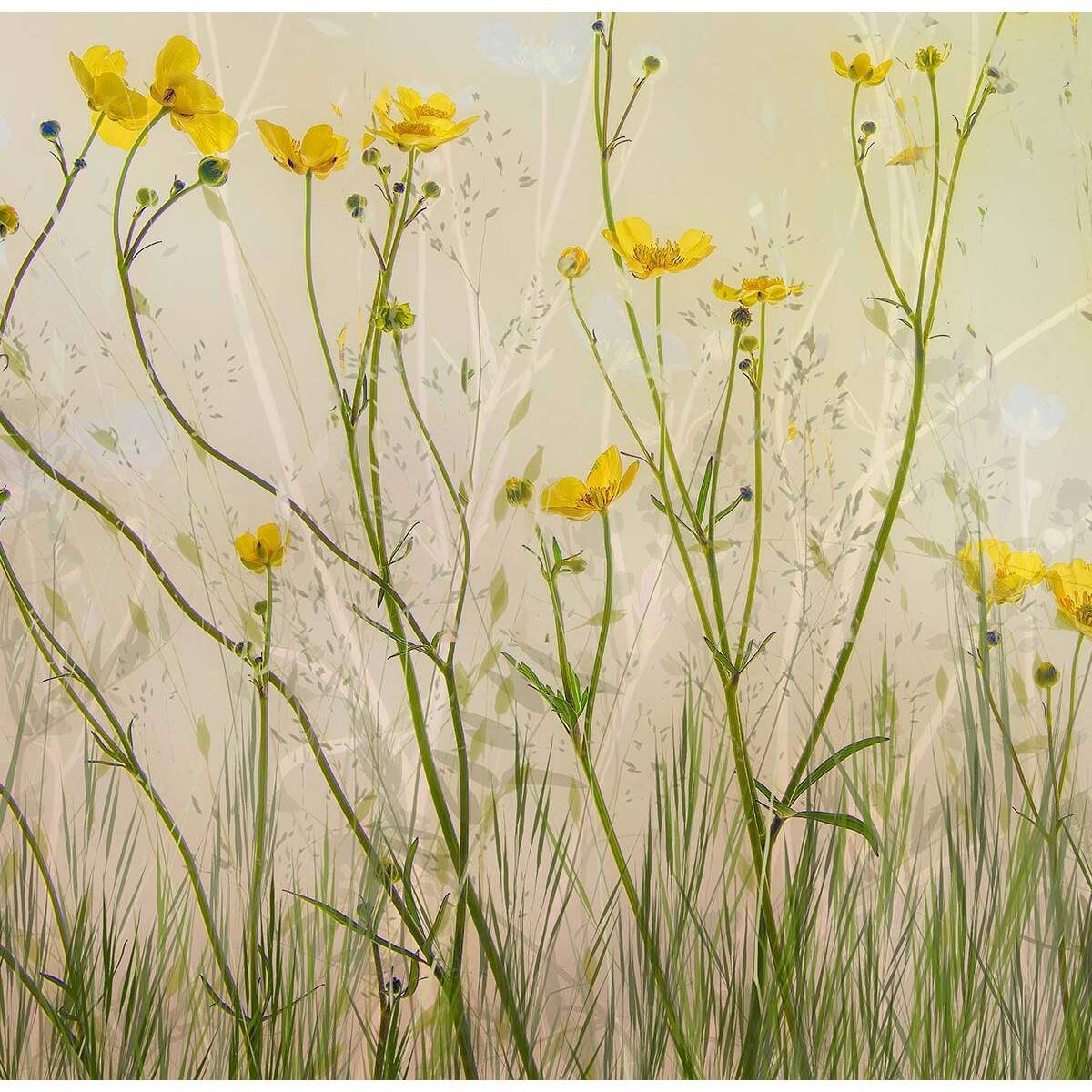 Papier peint fleurs jaunes Intissé