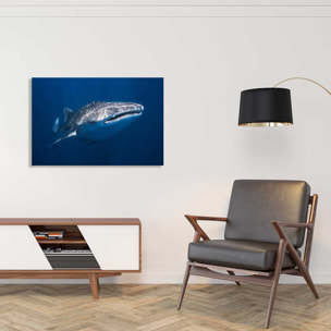 Tableau Requin baleine Toile imprimée