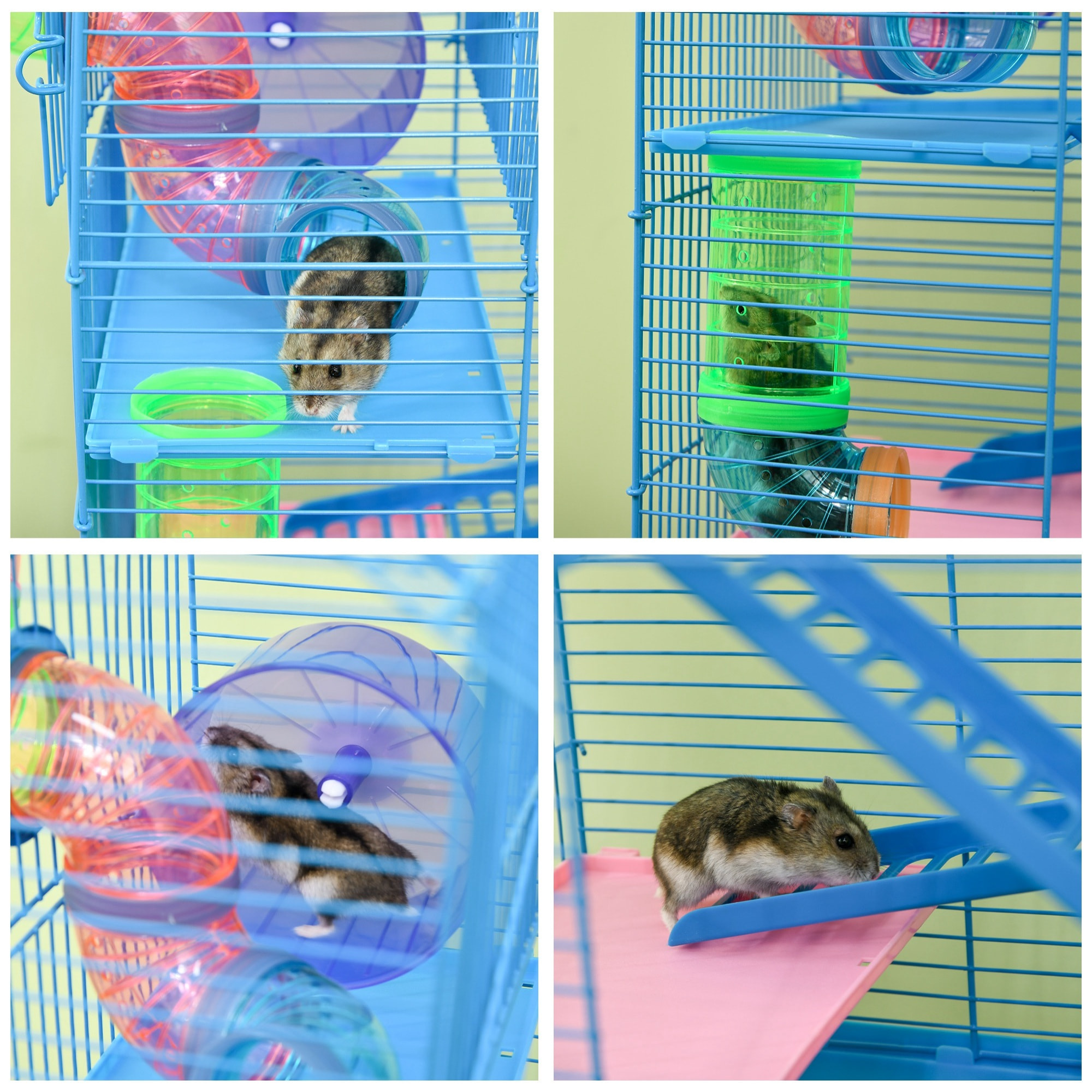 Cage pour hamster souris petits animaux rongeur avec tunnel mangeoire roue jouet 47 x 30 x 59 cm cm bleu