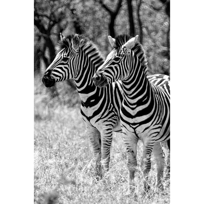 Tableau animaux zebre en duo  Tableau plexiglas