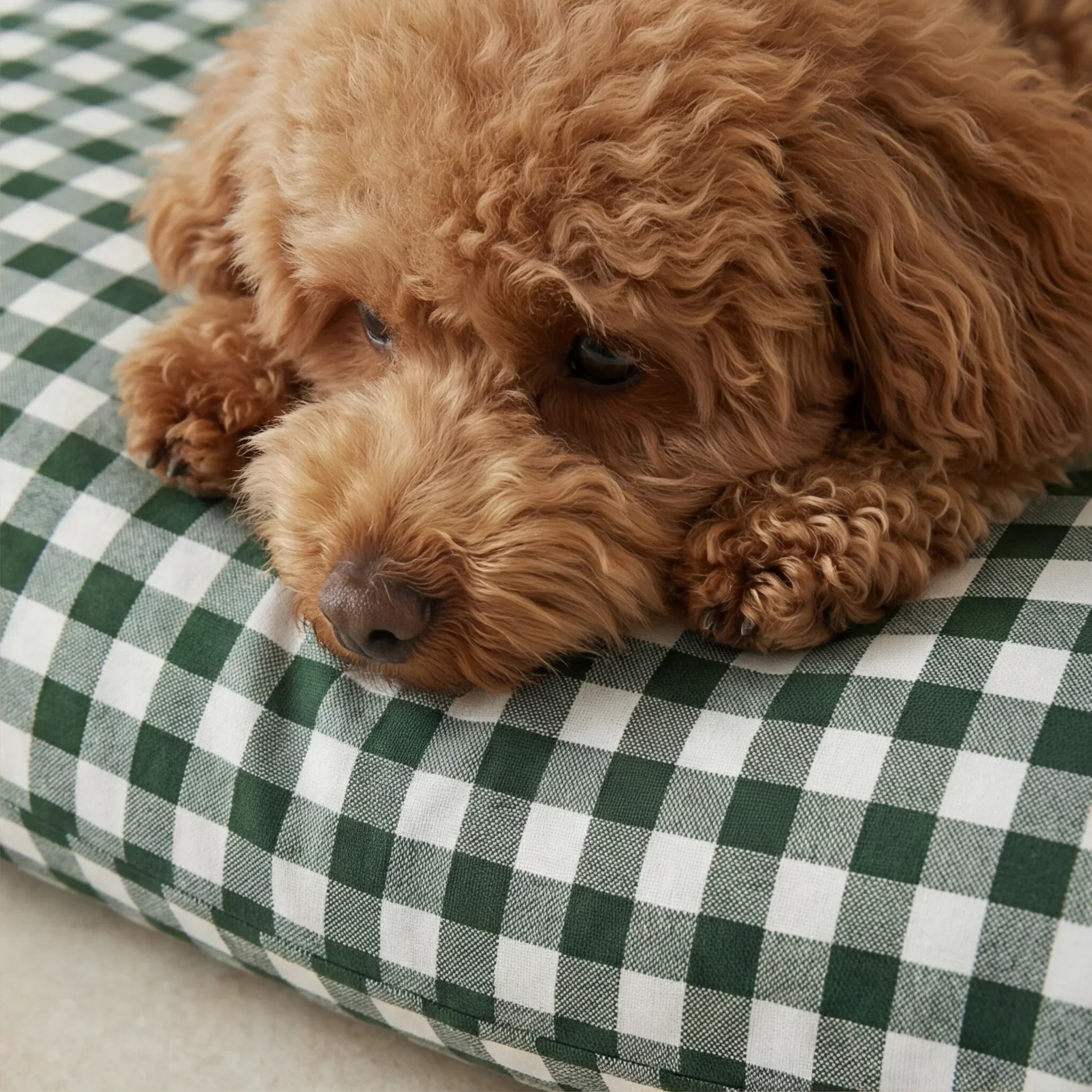 Housse antitaches pour lit pour animal Aielo Bouteille