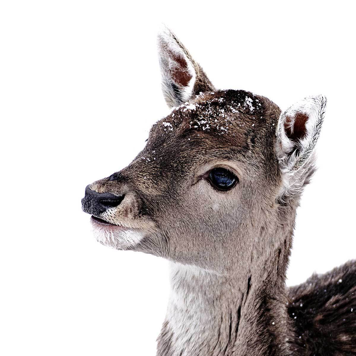 Affiche enfant faon sous la neige  Affiche sous cadre noir