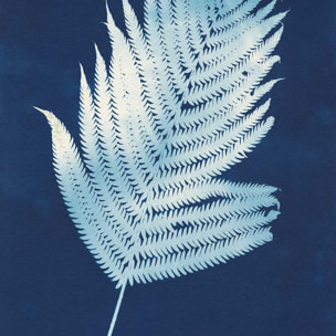 Affiche Fougère d'argent Affiche + cadre en bois - Noir