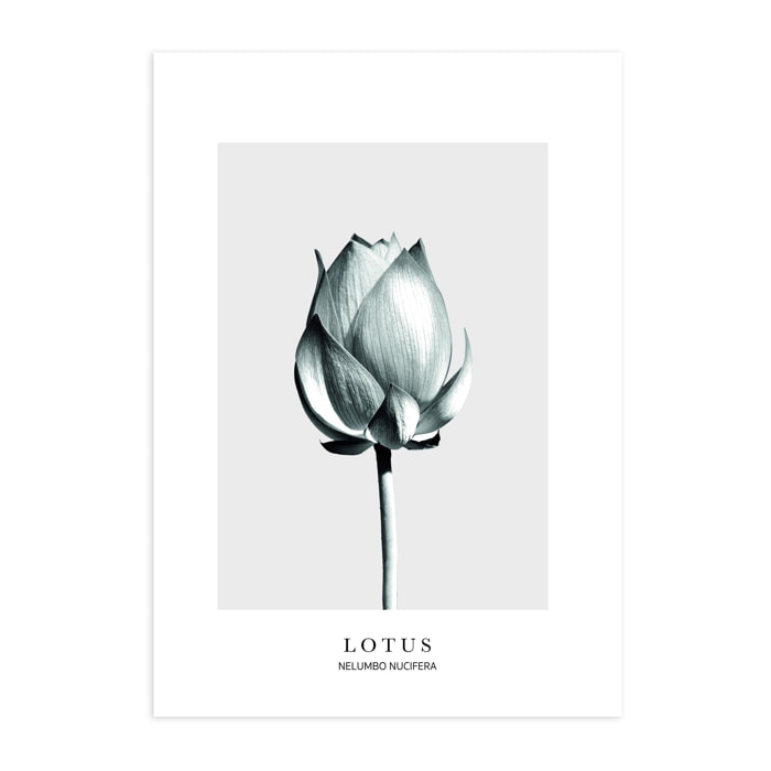 Poster Lotus