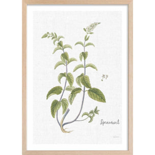 Affiche fleurs Menthe verte illustrée Affiche + cadre en bois - Chêne