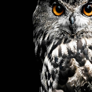 Affiche encadrée canard graphique Affiche + cadre en métal - Noir