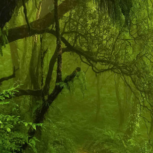 Affiche encadrée – Sentier en forêt tropicale Affiche + cadre en métal - Noir