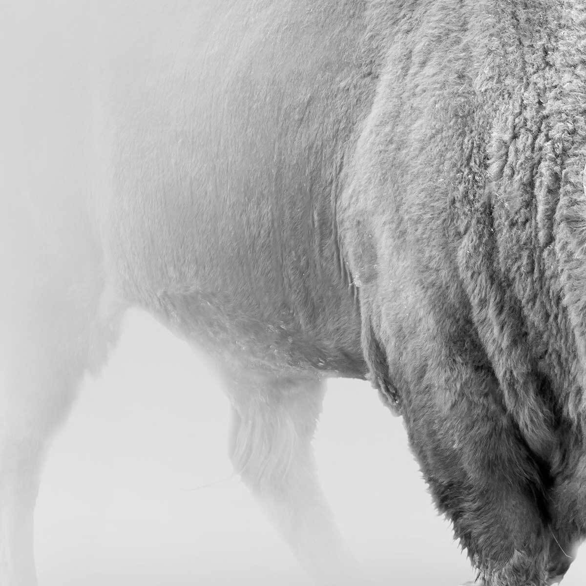 Affiche encadrée bison en noir et blanc dans la brume Affiche + cadre en métal - Noir