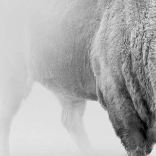 Affiche encadrée bison en noir et blanc dans la brume Affiche + cadre en métal - Noir