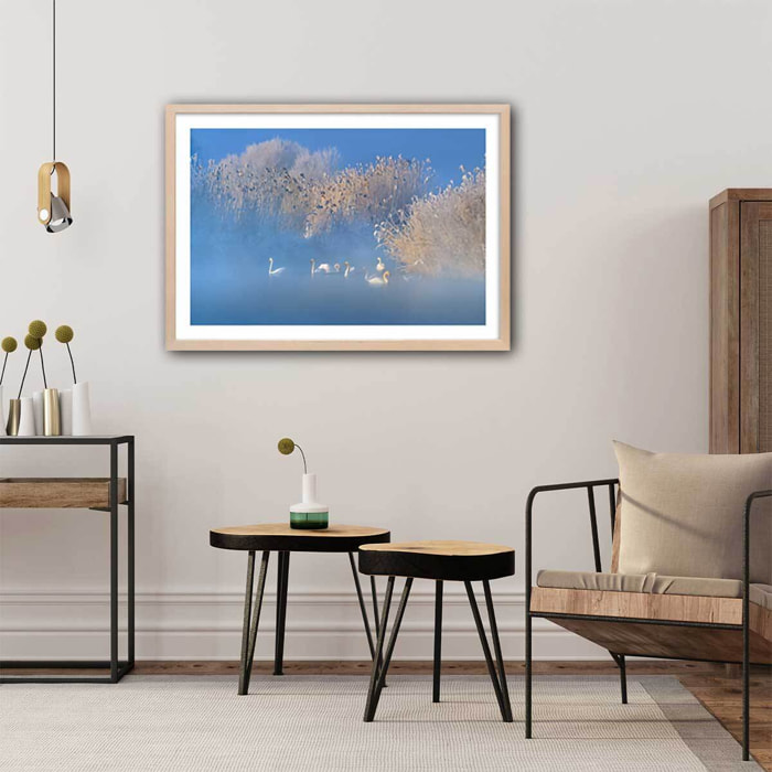 Affiche cygnes dans le givre matinal Affiche + cadre en bois - Chêne