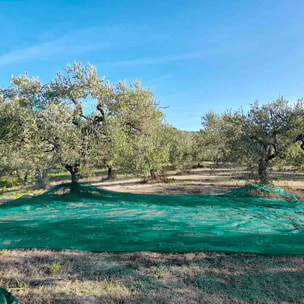 Rete antispina per raccolta olive 85 gr/mq - rotoli di varie dimensioni (50 mt - altezza 10 mt)