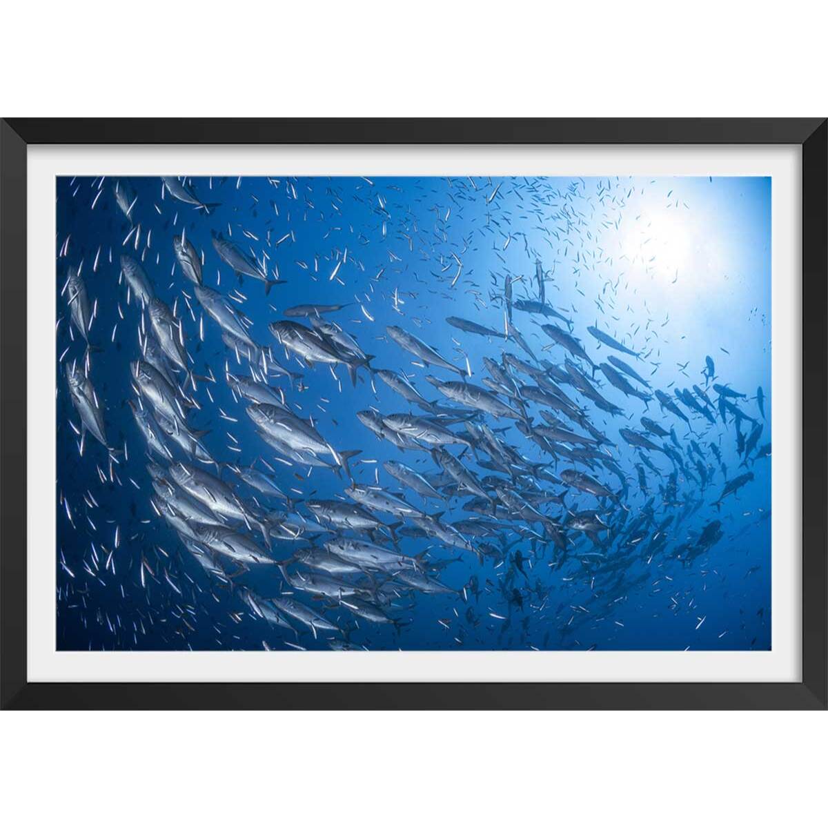 Affiche poisson Carangue Affiche + cadre en bois - Noir