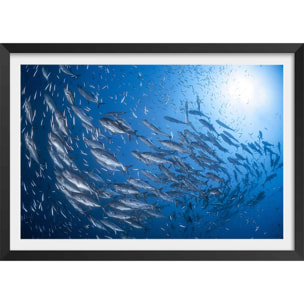 Affiche poisson Carangue Affiche + cadre en bois - Noir