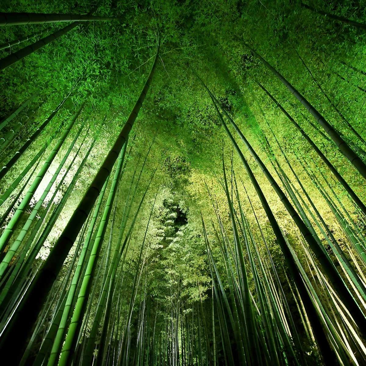 Affiche nature forêt de bambous à kyoto Affiche sous cadre noir