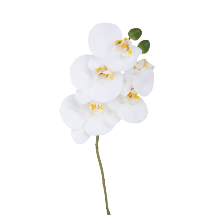 Orchidea phaleonopsis - Pezzi 6 - Colore: Bianco - Bianchi Dino