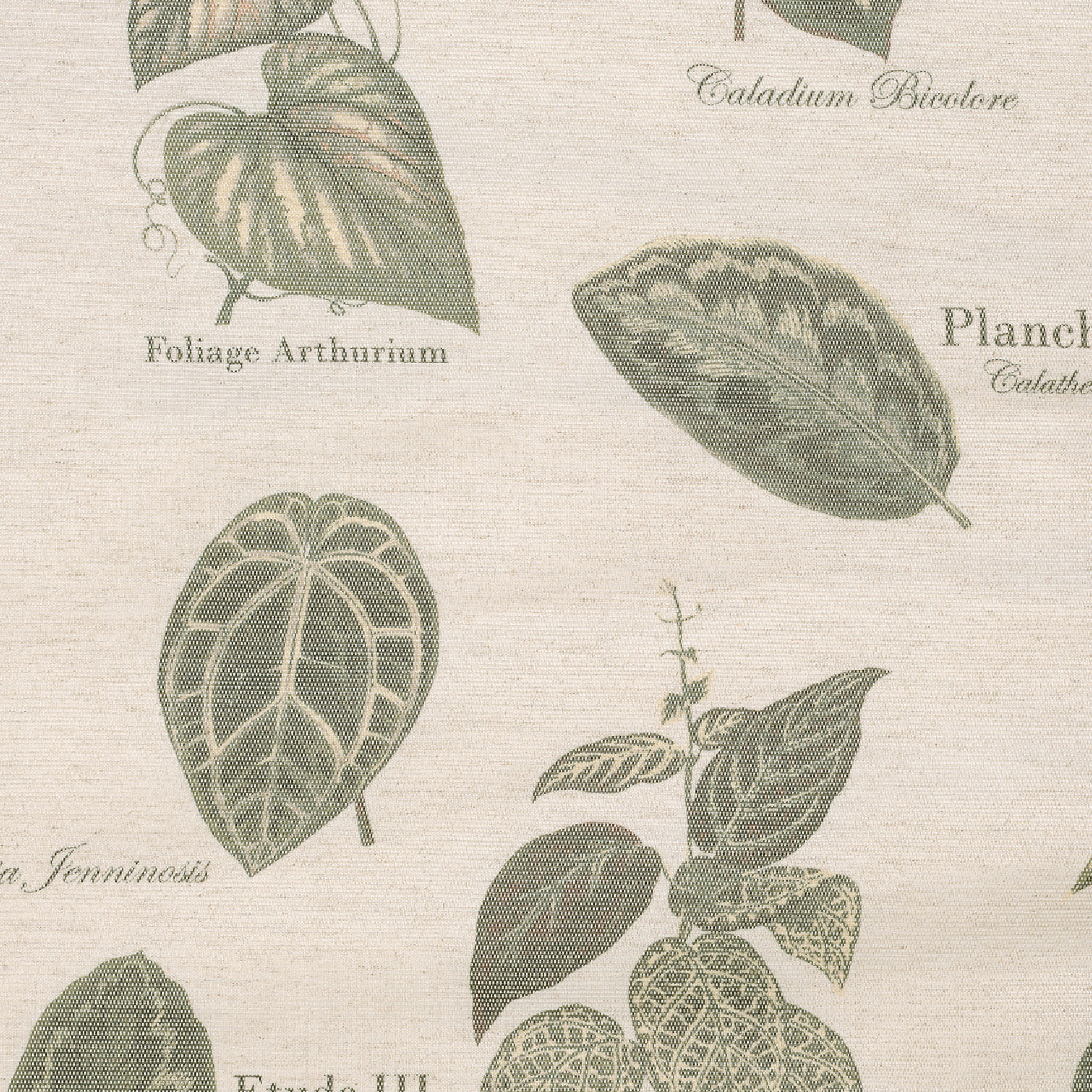 Rideau à Oeillets Botanique Vintage - Vert