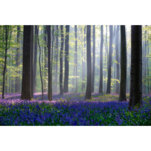 Tableau nature jacinthes et sous-bois Toile imprimée