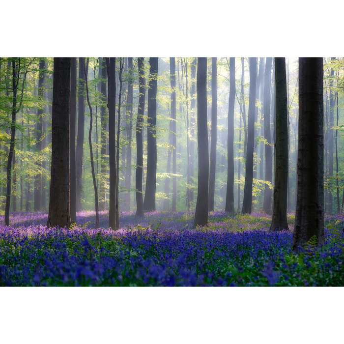 Tableau nature jacinthes et sous-bois Toile imprimée