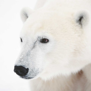 Affiche photo ours blanc polaire Affiche + cadre en bois - Chêne