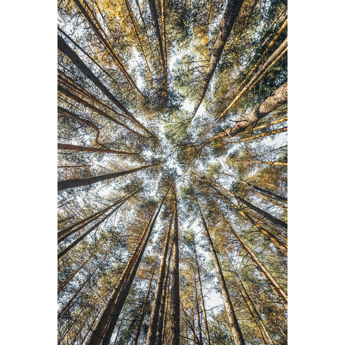 Tableau perspective des cîmes Tableau plexiglas