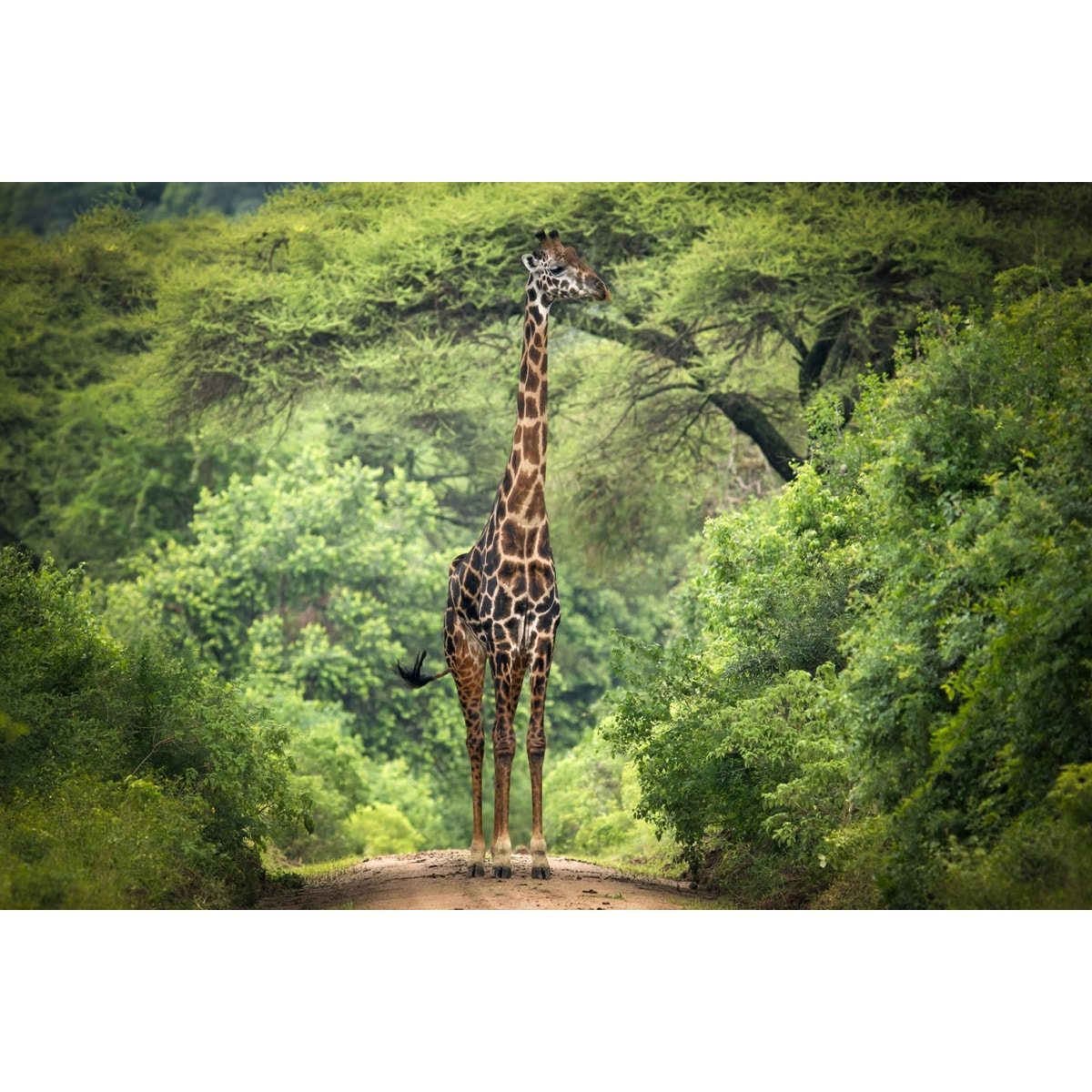 Tableau Girafe inattendue Tableau plexiglas
