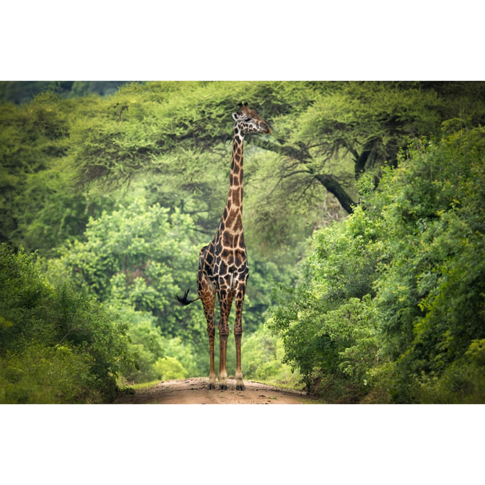 Tableau Girafe inattendue Tableau plexiglas