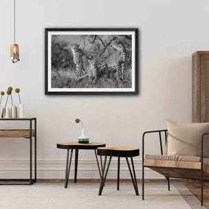 Affiche animaux 3 petits chats Affiche sous cadre noir