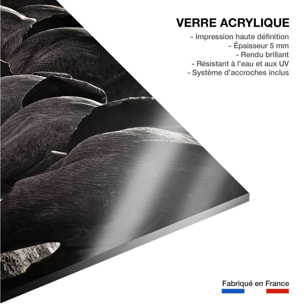 Tableau animaux cap afrique Tableau plexiglas