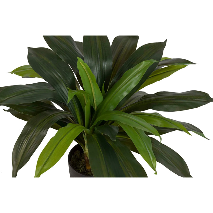 Planta Artificial Dracaena Fragrans Con Maceta 55x55x55 Cm