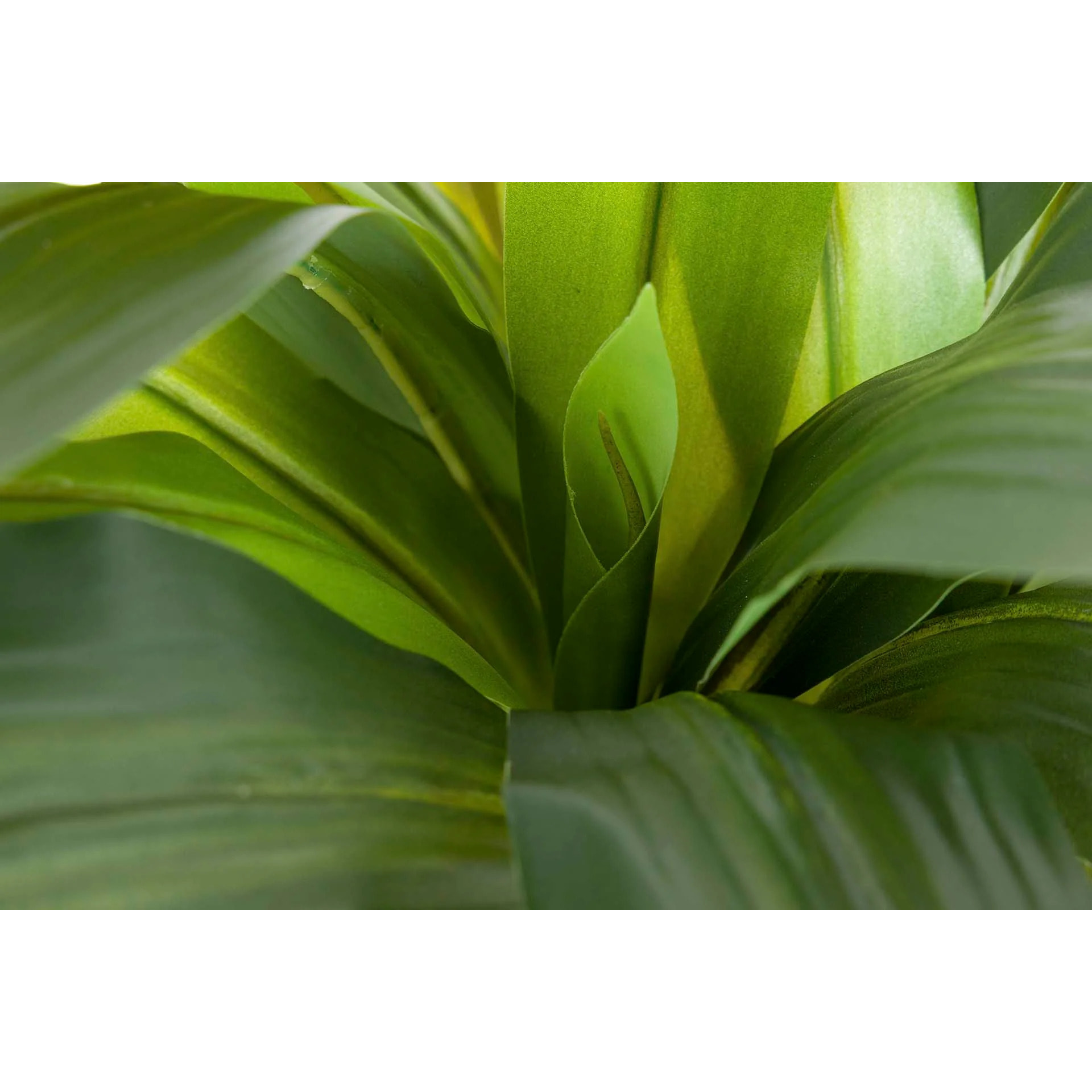 Planta Artificial Dracaena Fragrans Con Maceta 55x55x55 Cm