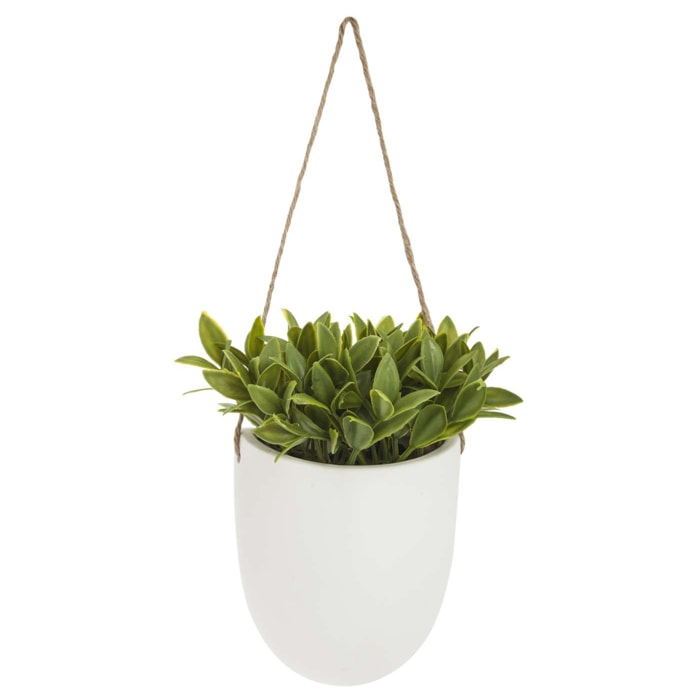 Planta colgante madi 20cm