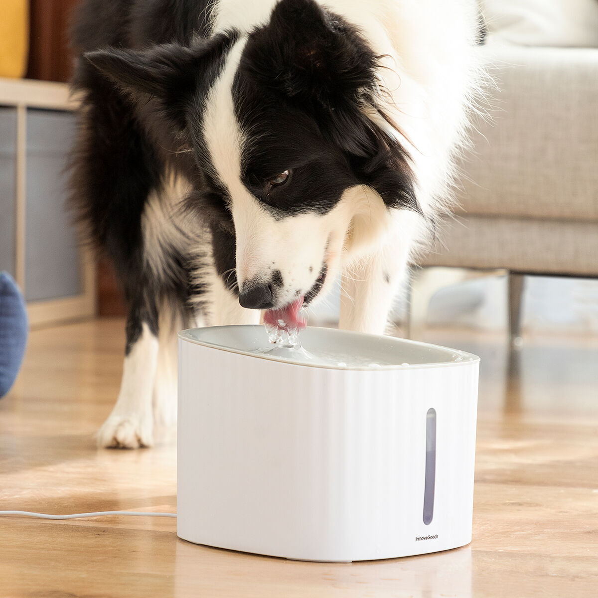 Pack Clip pour Selfies pour Animaux Familiers et Fontaine pour Animaux de Compagnie InnovaGoods
