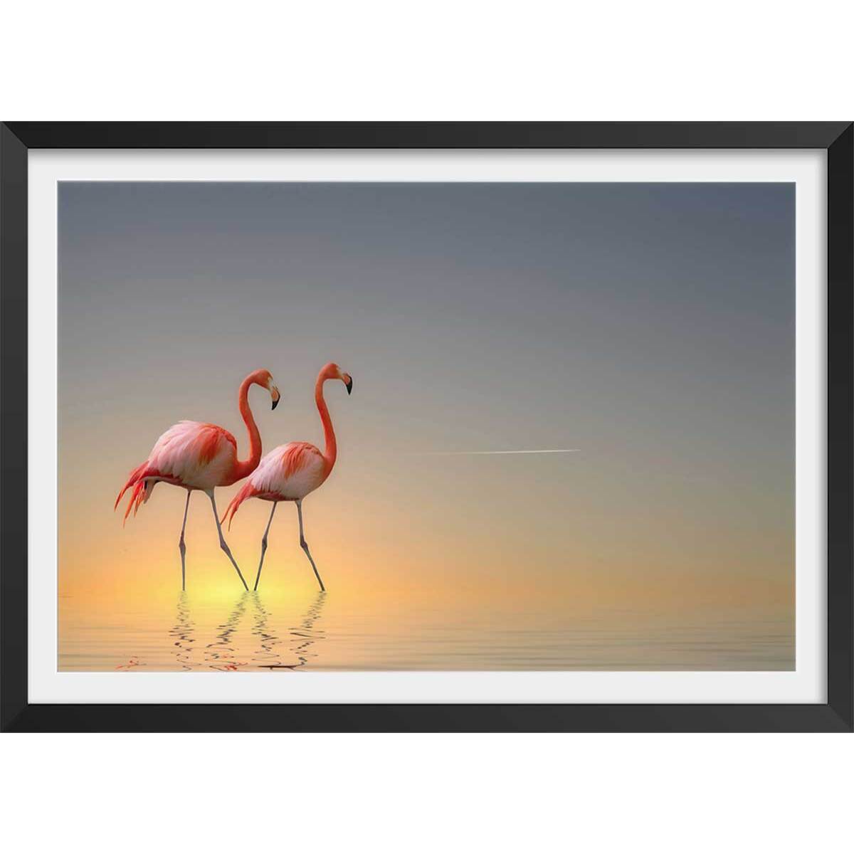 Affiche animaux flamands bleus Affiche sous cadre noir