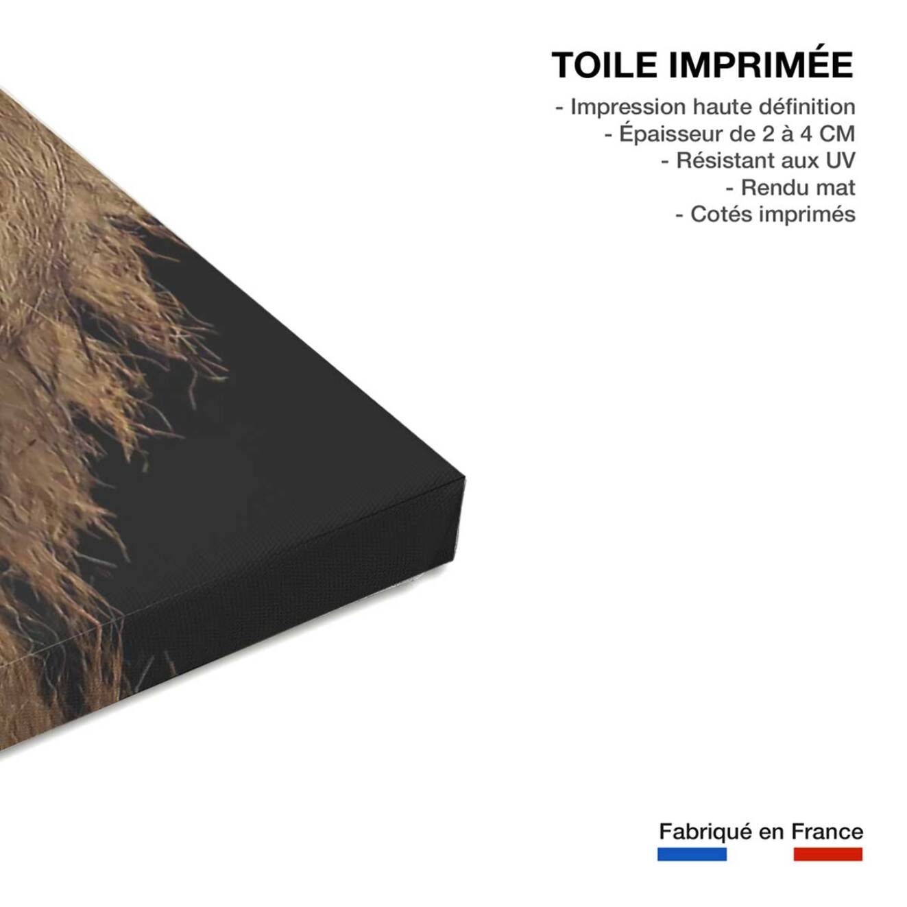 Tableau lion Toile imprimée