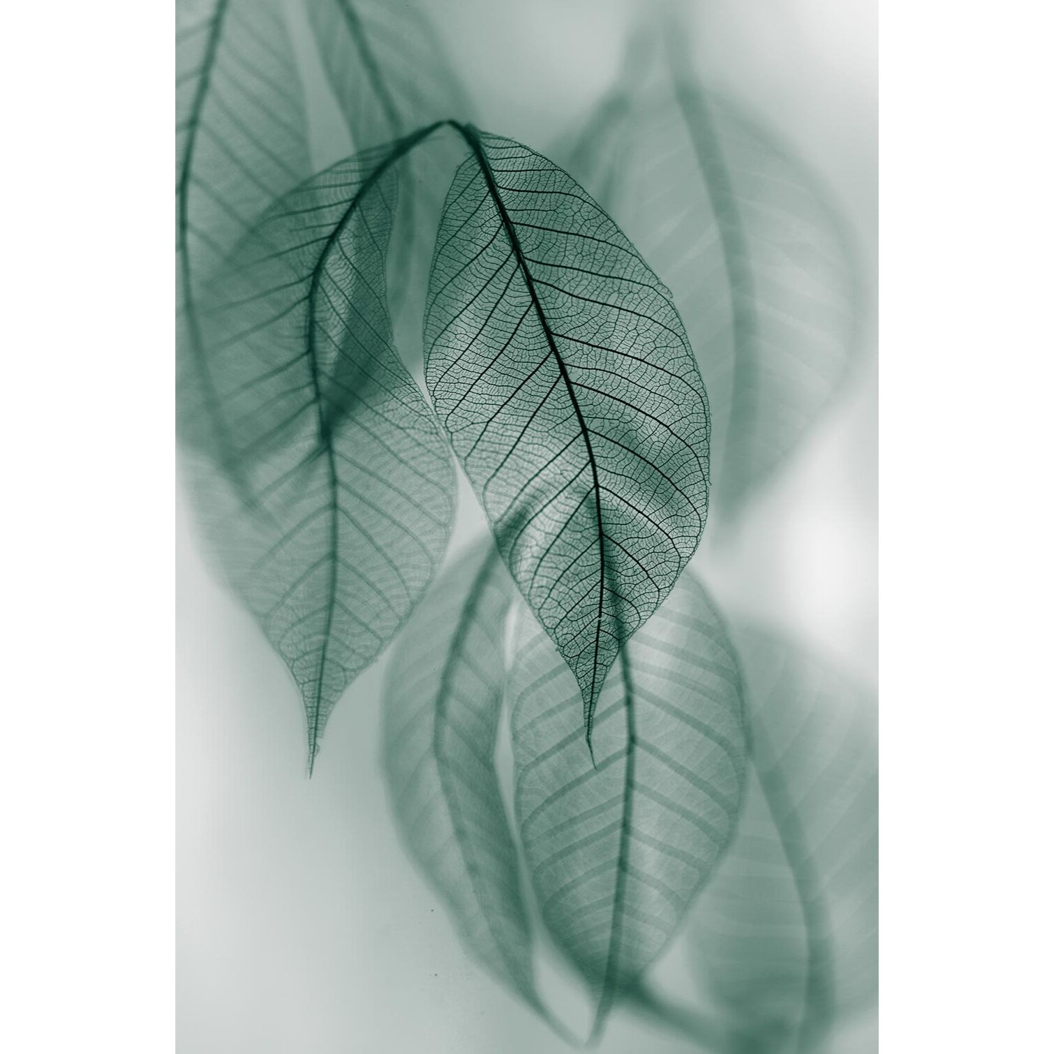 Tableau feuille leaf  Toile imprimée