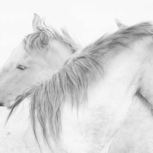 Poster chevaux blancs au crayon de bois Affiche sous cadre noir