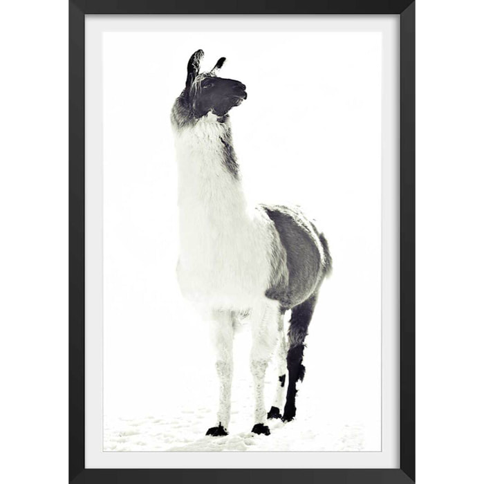 Affiche enfant noir et blanc Affiche + cadre en bois - Noir