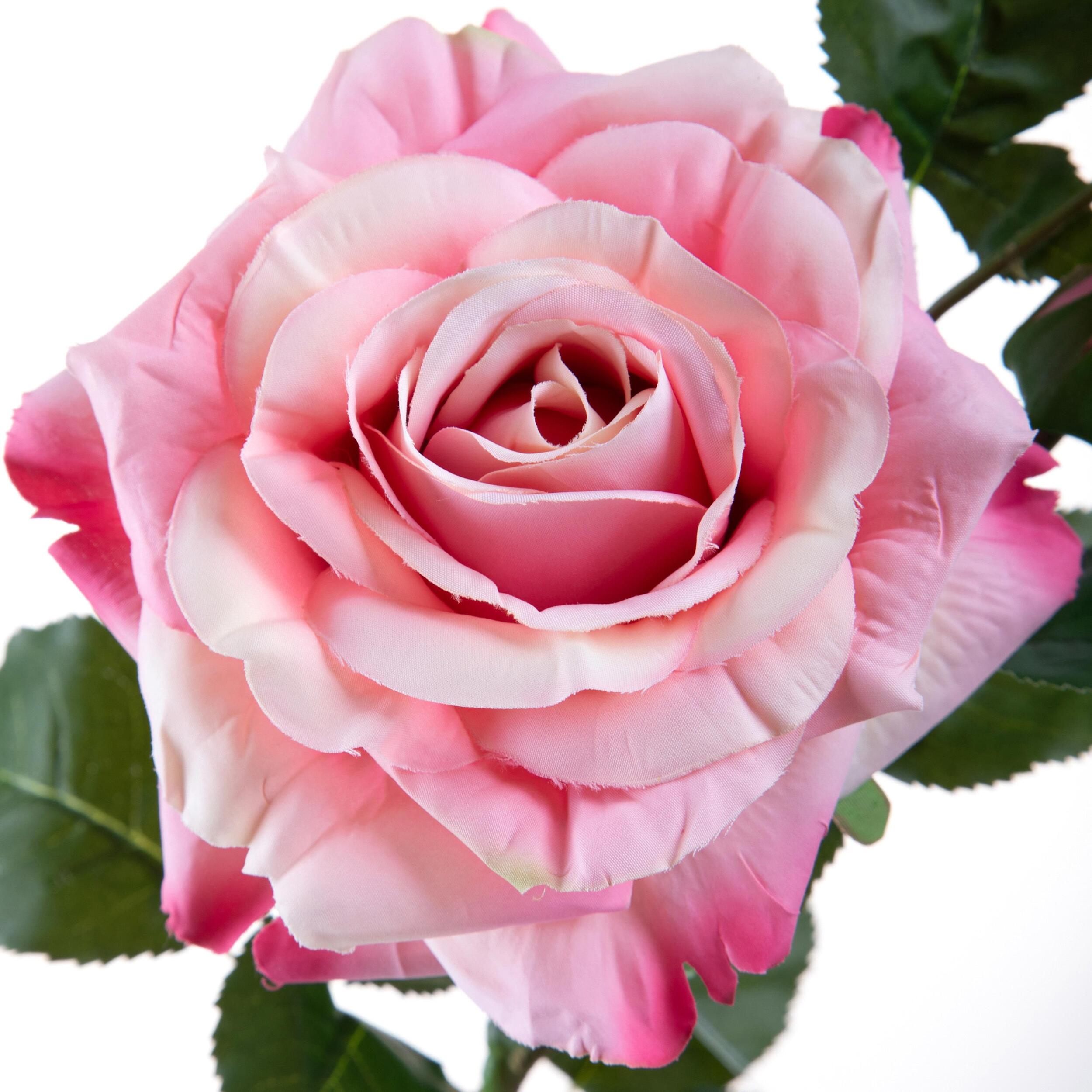 Rosa con boccio - Pezzi 2 - Colore:Rosa - Bianchi Dino